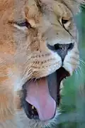 Lionne