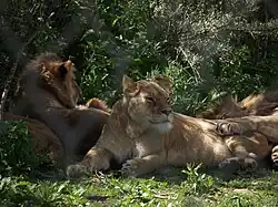 Lions.