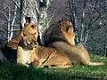 Lions