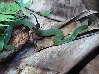 Description de l'image Liophis typhlus.JPG.
