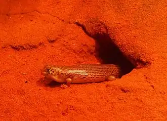 Description de l'image Liopholis inornata.jpg.