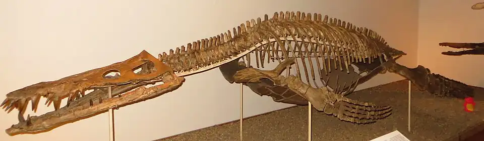 Squelette d'un Liopleurodon ferox.