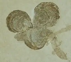 Liostrea socialis