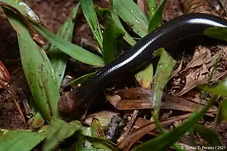 Description de l'image Liotyphlops ternetzii 175634202.jpg.