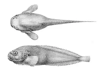 Description de l'image Liparis antarctica.jpg.