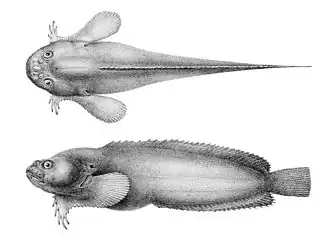 Description de l'image Liparis callyodon.jpg.
