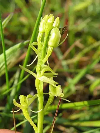 Liparis de Loesel.