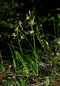 Song of the Fen Orchid (no 9, 1986)