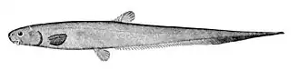 Description de l'image Lipogenys gillii.jpg.