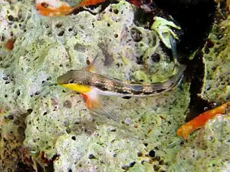 Description de l'image Lipophrys adriaticus.JPG.