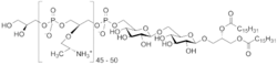 Image illustrative de l’article Acide lipotéichoïque