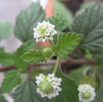 Description de l'image Lippia dulcis.jpg.