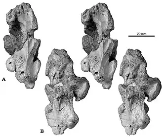 Description de l'image Lirainosaurus.jpg.