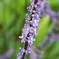 Fleurs