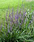 Floraison