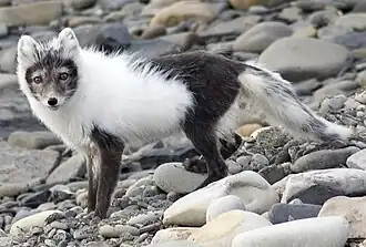 Renard polaire