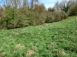 Photographie montrant de l'herbe au premier et une petite forêt en arrière plan