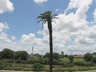 Lismore (Australie)