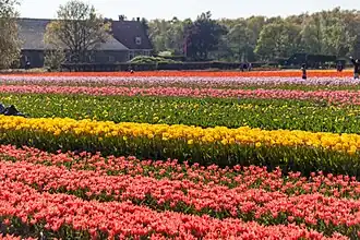 Lisse