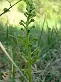 Début de floraison