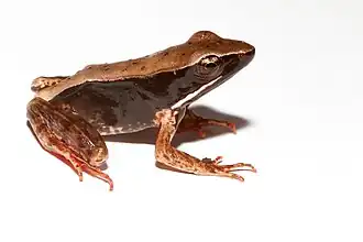Description de l'image Lithobates warszewitschii.jpg.