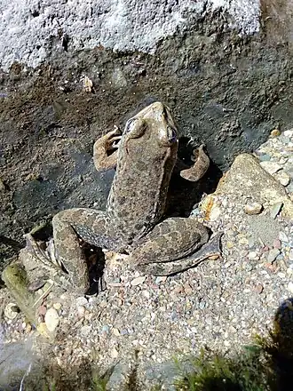 Description de l'image Lithobates zweifeli.jpg.