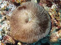 Lithophyllon scabra