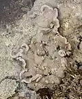 L'algue rouge encroûtante Lithophyllum incrustans&nbsp;(en) tapisse les cuvettes au niveau inférieur de l'estran.