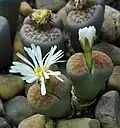 L. karasmontana