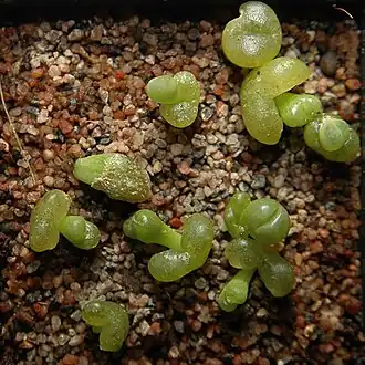 Description de l'image Lithops optica1000.jpg.