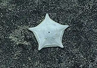 Ahuastra gfoei