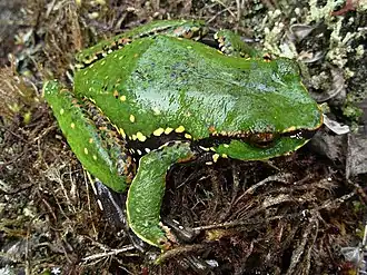Description de l'image Litoria angiana.jpg.