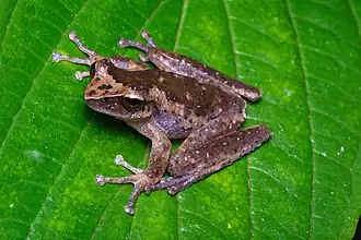 Description de l'image Litoria arfakiana.jpg.