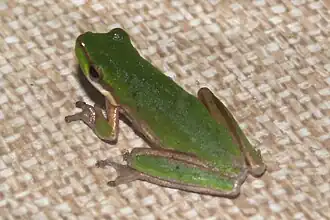 Description de l'image Litoria bicolor.jpg.