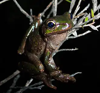 Description de l'image Litoria burrowsae.jpg.