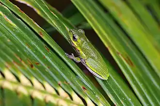 Description de l'image Litoria cooloolensis, Poona Lake, Cooloola QLD 4580, Australia imported from iNaturalist photo 257425585.jpg.