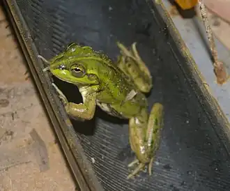 Description de l'image Litoria dahlii.jpg.