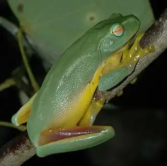 Description de l'image Litoria gracilenta.JPG.