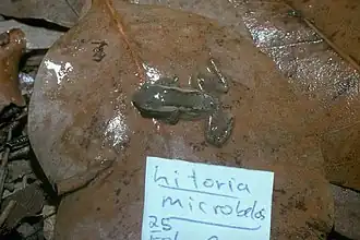 Description de l'image Litoria microbelos.jpg.