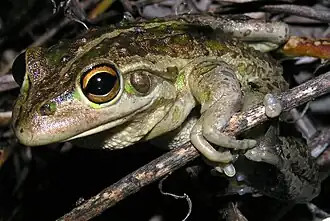 Description de l'image Litoria moorei brown.JPG.