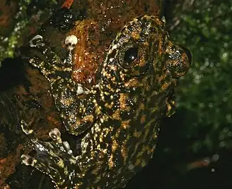 Description de l'image Litoria nannotis.jpg.