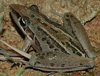 Description de l'image Litoria nasuta.JPG.