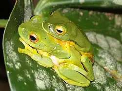 Mâle Litoria xanthomera s'accouplant avec une femelle.