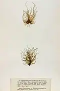 Litosiphon laminariae, planche de l'herbier des frères Crouan (Pierre-Louis et Hippolyte-Marie).