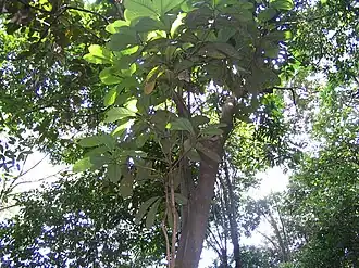 Litsea grandis