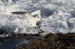 Une aigrette garzette s'envolant à l'arrivée d'une vague sur la plage de Salt Rock à Ballito, Afrique du Sud.