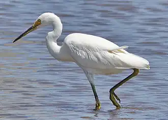 Individu pêchant