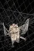 Petite chauve-souris brunedans un filet