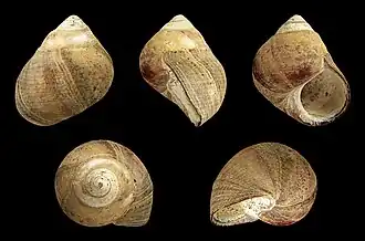 Formes fossiles.