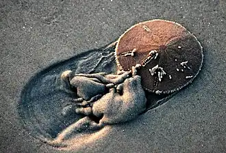 oursin plat (« dollar des sables »), vivant enterré dans le sédiment, qu'il filtre pour se nourrir.
